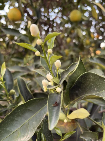 asdfghjkl - Pomarańczom coś się we łbie pomieszało. Zaczęły kwitnąć drugi raz w tym r...