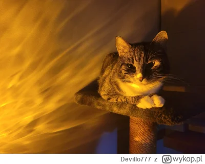 Devillo777 - #koty #pokazkota