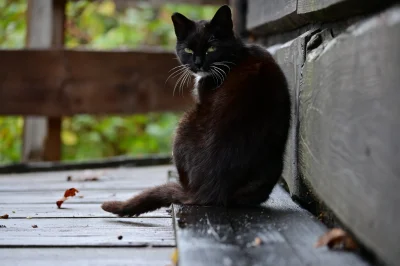 CrokusYounghand - takiego leśnego kitku spotkałem (｡◕‿‿◕｡)
#koty #zwierzaczki