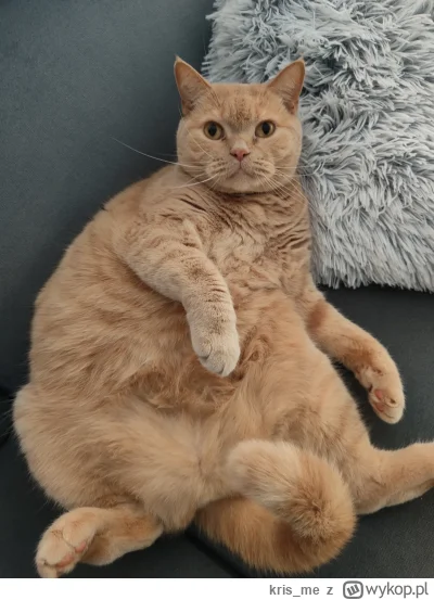 kris_me - Nic mu nie kupiłem na dzień kota. 
#koty #pokazkota