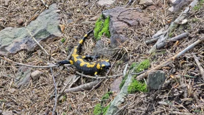 6th_Sense - @JednaRenkaJedenKaleka: no dzień dobry (｡◕‿‿◕｡)