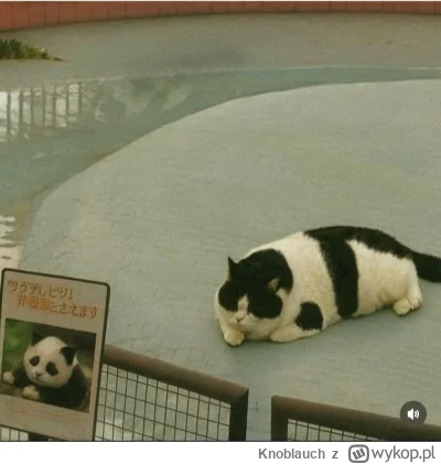 Knoblauch - #raportzpanstwasrodka 
Tak dumam co jeszcze cygan mógłby wykombinować.