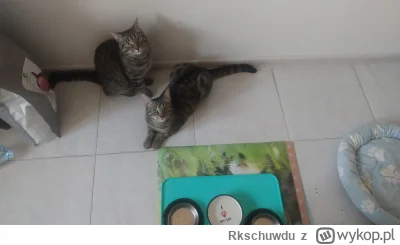 Rkschuwdu - Tak wyglądaja umierające z głodu koty. Nie jadły już dwie godziny.
#pokaz...