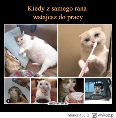 Akinori456 - Ja pier...
I znowu ten sam schemat...
Rzygać się chcę...

#przegryw #prz...