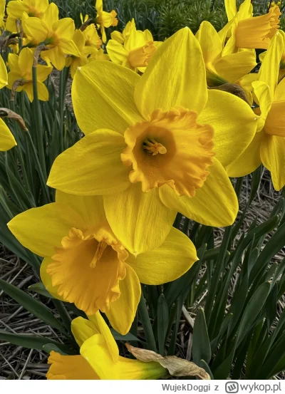 WujekDoggi - #kiszak Niesamowite, jak każdy screen jaki się tu o tym Maju do tej pory...