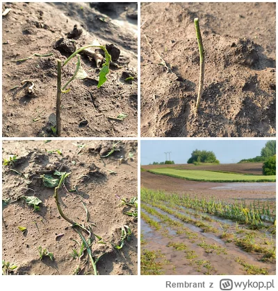 Rembrant - 2 miesiące temu