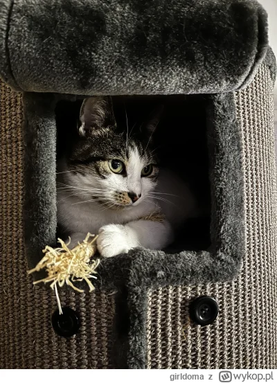 girldoma - Kiciuś 

#pokazkota