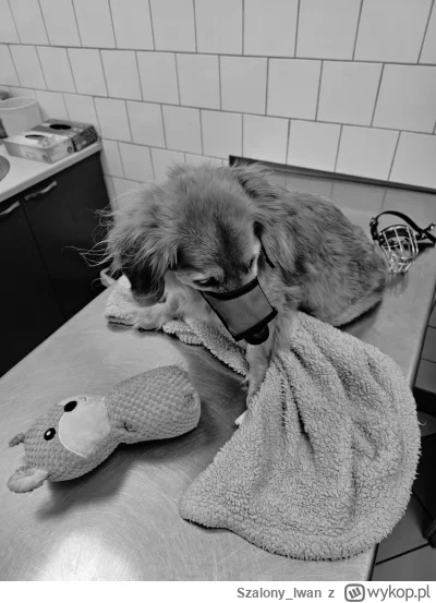 SzalonyIwan - @dzieju41  @Fruttidi_mare 
Dziękuję wam wlasnie wrocilem do domu nie my...