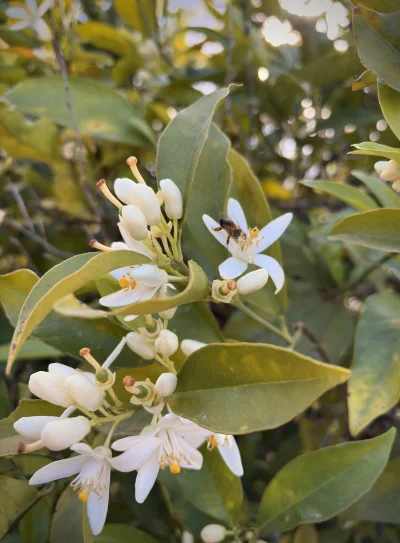 asdfghjkl - Pszczoły w swoim żywiole ( ͡° ͜ʖ ͡°) #pomarancze #natura