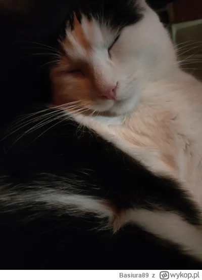 Basiura89 - #kot #koty #kitku #pokazkota