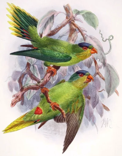 Loskamilos1 - Lorika żółtolica, papużka występująca w przeszłości na terytorium Nowej...