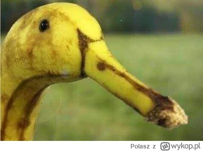 Polasz - PLUSUJCIE TEGO ŁABĘDZIA!!
NIE MA CZASU NA WYJAŚNIENIA