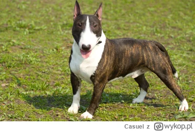 Casuel - Pies oddał życie, by uratować swojego pana. Dom spłonął, rodzina prosi o pom...