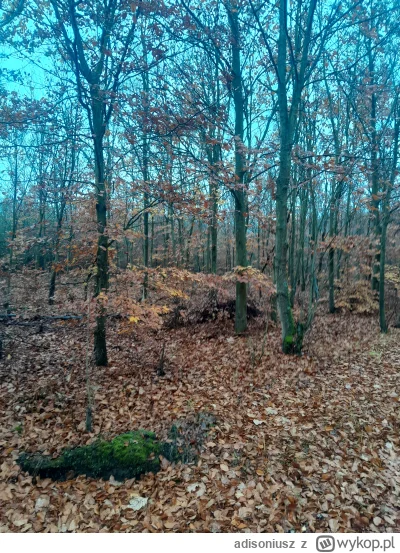 adisoniusz - Lubie las