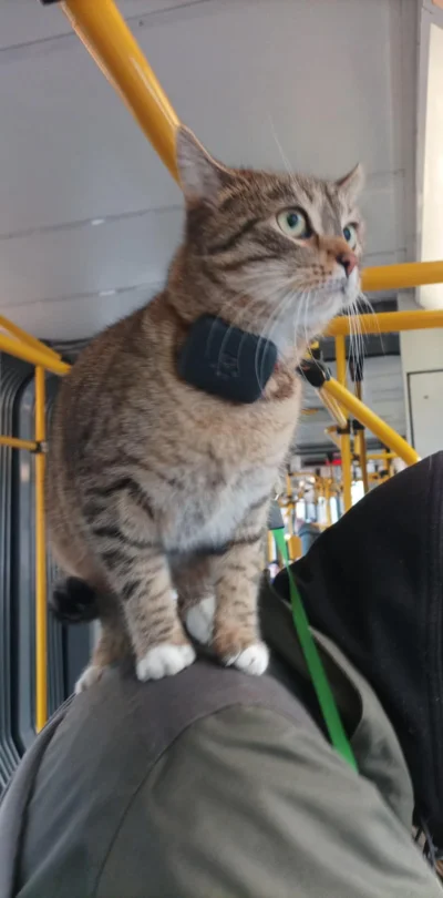 Wewnetrzny_Recenzent - #kitku #kitkuzprzypadku #koty #koteczkizprzypadku 😸