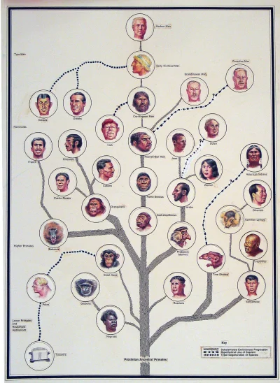 preczzkomunia - Drzewo ewolucji człowieka nowoczesnego 

#heheszki #ewolucja #neuropa