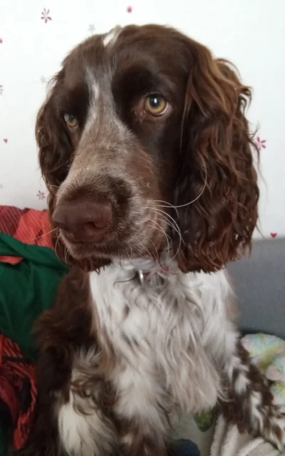 1iostatni - Pies #pies