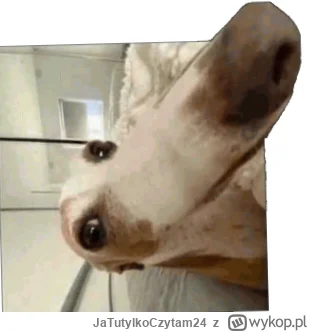 JaTutylkoCzytam24 - @Kamilek46