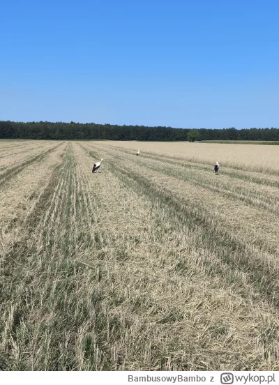 BambusowyBambo - siedzę w polu, w ciągniku i boję się z niego wyjść l, żeby mi bocian...