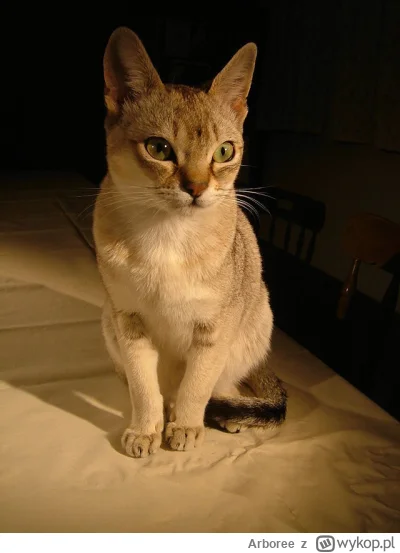 Arboree - Kot singapurski, najmniejsza rasa kota. Prawda że sympatyczny pyszczek?