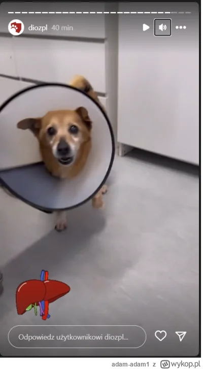 adam-adam1 - #danielmagical Daniel dzwoniłeś do Detektywa Rutkowskiego w Mojej sprawi...