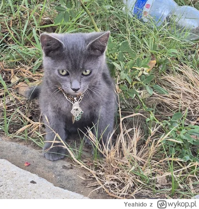 Yeahido - @Yeahido:  Jeszcze jeden. ( ͡° ͜ʖ ͡°)