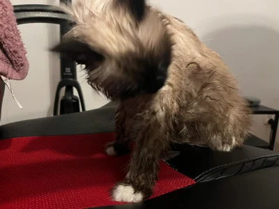 Tyrande - Achievement utracony