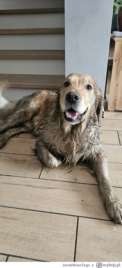 JarekNoooTego - Niee, mie tarzałem się w błocie. Czemu pytasz?

#codziennypsiur #poka...