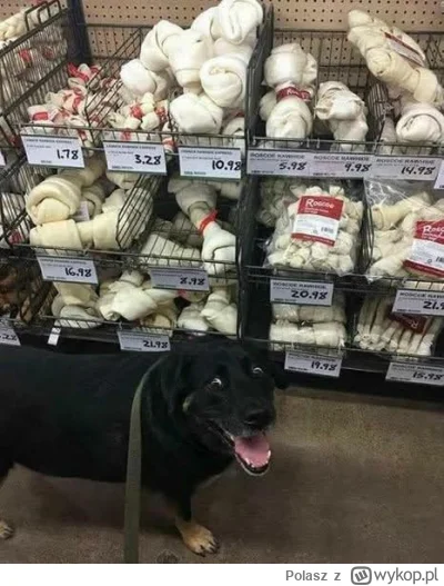 Polasz - #smiesznypiesek