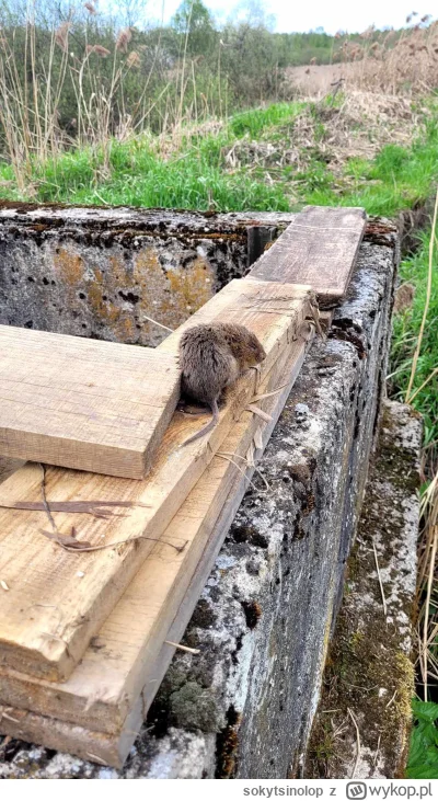 sokytsinolop - └[⚆ᴥ⚆]┘