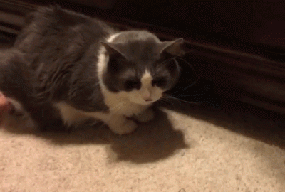 wfyokyga - Kocia menda