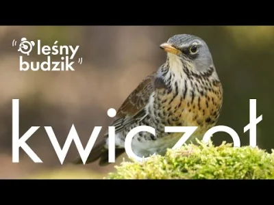 Lifelike - Kwiczoł (Turdus pilaris)
Głos
Autor
#photoexplorer #fotografia #ornitologi...