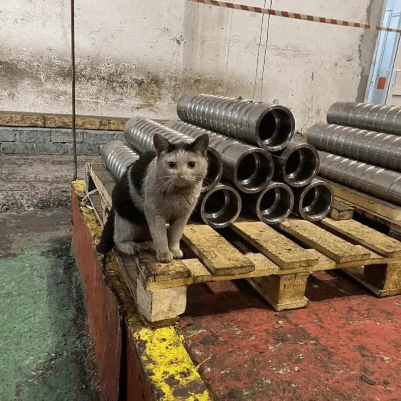 Togira_Ikonoka - @dawid-hopek: