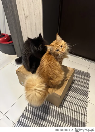 maikeleleq - @wybryk_natury psy do wora a wór do jeziora, tylko kitku