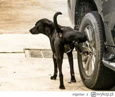 elgebar - Jak pies obsikuje samochód, słup, dom. blok itd to jest społeczne przyzwole...
