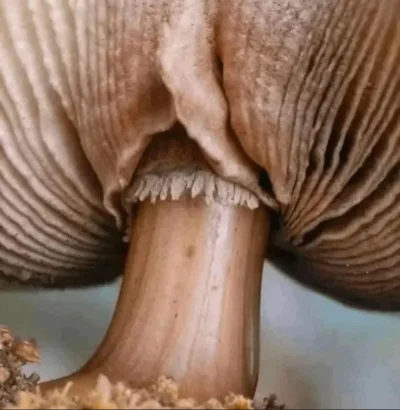 cheeseandonion - #grzybyboners #zzr