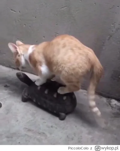 PiccoloColo - Co za s------t, taksówkę se z żółwia zrobił.

#koty