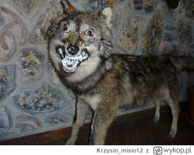 Krzysio_misio12 - @Trobol: