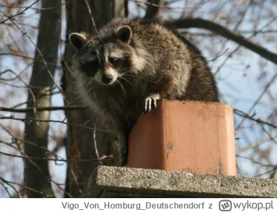 VigoVonHomburg_Deutschendorf - #szopeknadzis