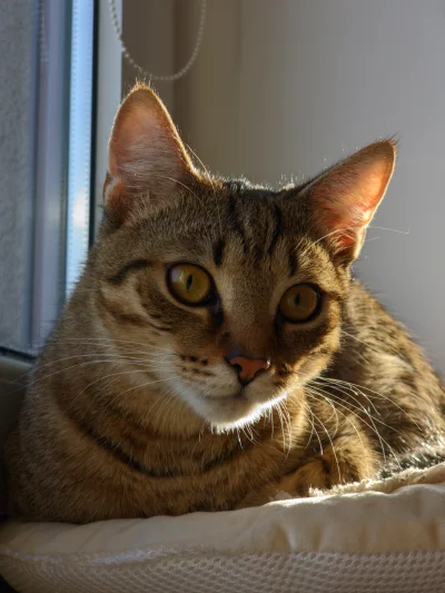 remlezar - #pokazkota #kot #kitku