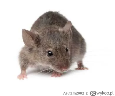 Arutam2002 - #przegryw ja nigdy nie mial szarej myszki takiej se eh
