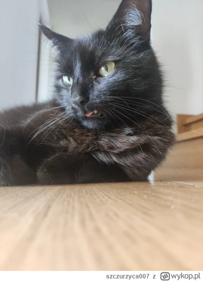 szczurzyca007 - @lord_xenu:  Wojtuś jest zażenowany Twoim komentarzem.