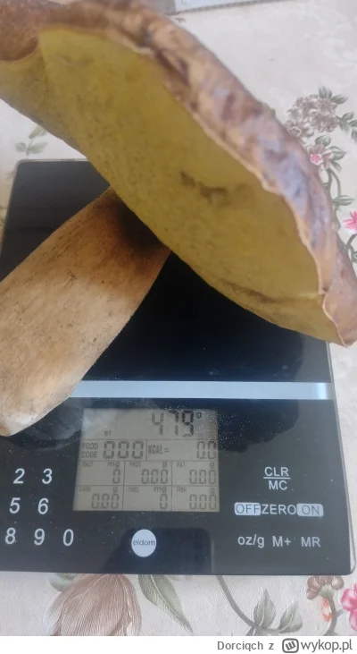 Dorciqch - no w lesie znalazłam, a gdzie? ( ͡º ͜ʖ͡º)
#grzyby #grzybobranie #szczecin