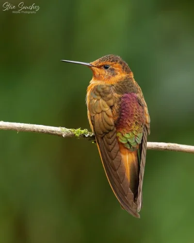 Lifelike - Iskrzyk płomienny (Aglaeactis cupripennis)
Autor
#photoexplorer #fotografi...