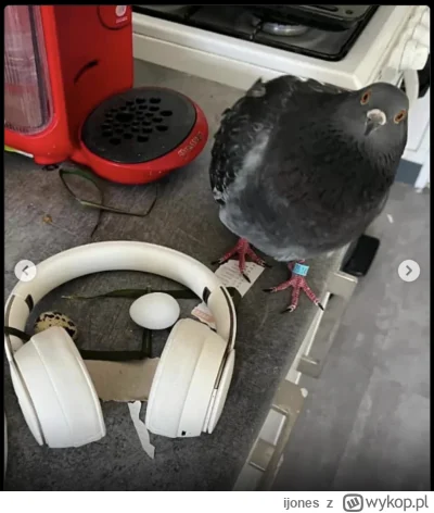 ijones - Z cyklu: Gołębie ciekawostki. 

Dziś: Gniazdo.

#ptaki #ornitologia #golebie...