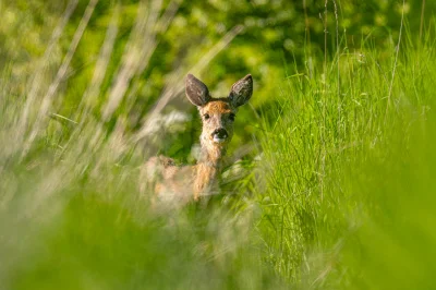 witajswiecie - Przynajmniej czołganie się w pokrzywach nie poszło na darmo :p

#przyr...