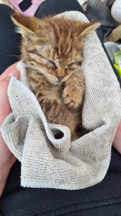 Lujdziarski - #pokazkota #dziarskikacperek Lekka aktualizacja, bo zbytnio czasu nie m...