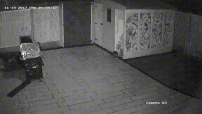 wfyokyga - Menda psuj