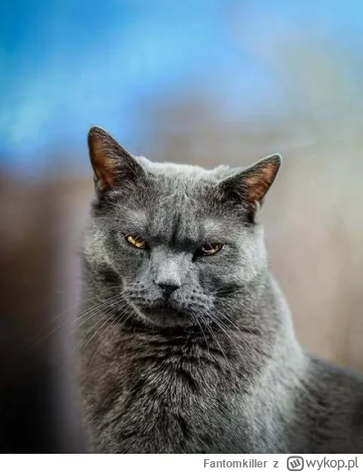 Fantomkiller - @Wiciu553 @Admivo oddajcie mojego kota ᶘᵒᴥᵒᶅ