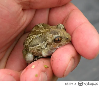 skitty - @skitty: smol (｡◕‿‿◕｡)